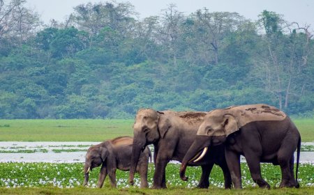 Jim Corbett Safari Booking – Jeep & Dhikala Online Reservations