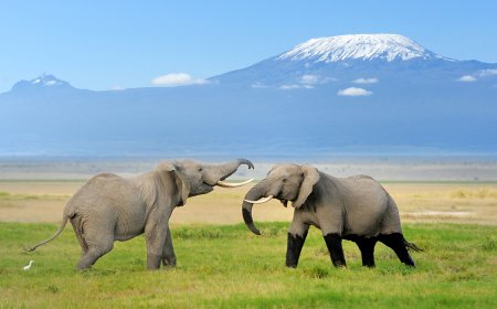Kaziranga National Park Booking | Safari, Jeep & Elephant Tours