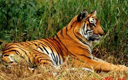 Gir National Park Booking | Official Safari Entry & Permit Guide