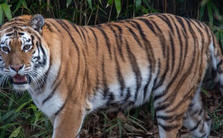 Tadoba Safari Booking – Your Gateway to the Wild Heart of Maharashtra