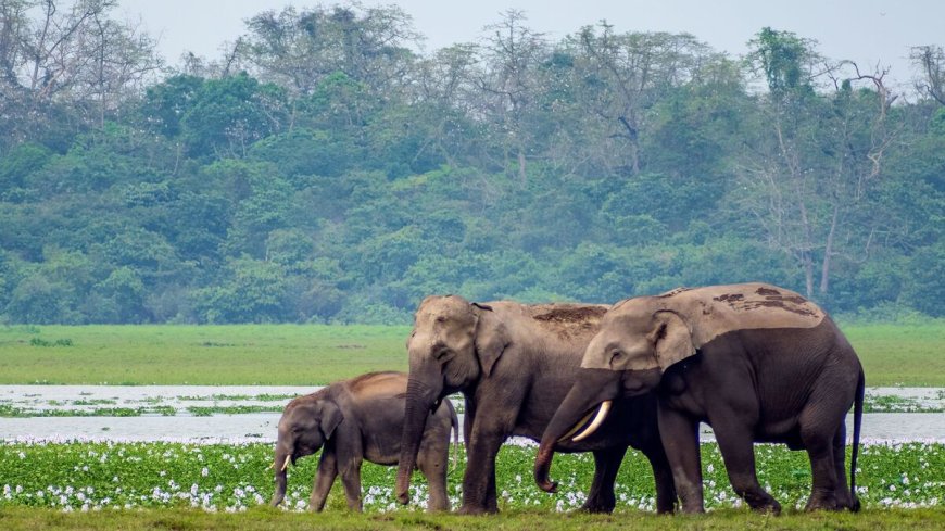 Jim Corbett Safari Booking – Jeep & Dhikala Online Reservations