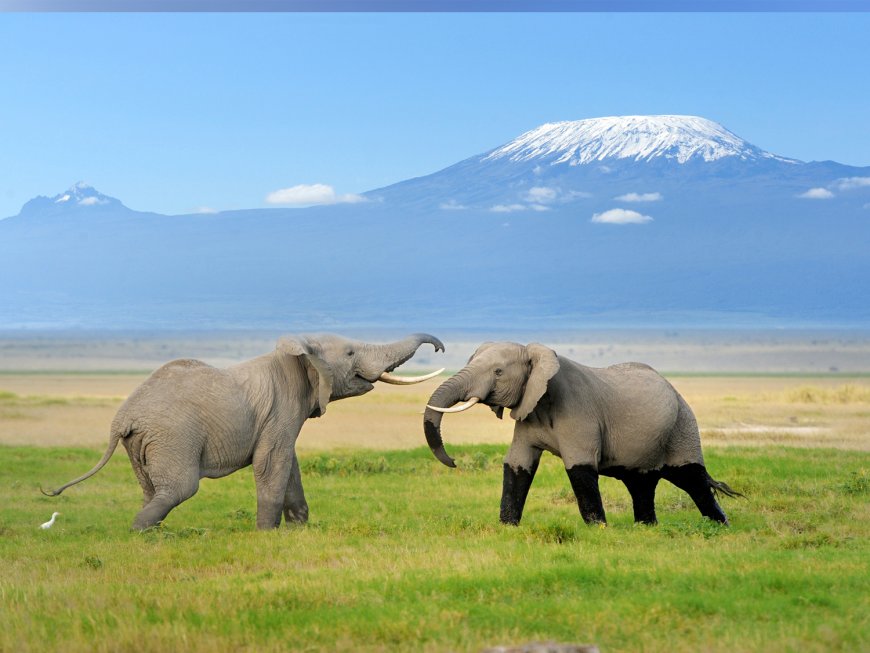 Kaziranga National Park Booking | Safari, Jeep & Elephant Tours