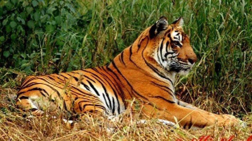 Gir National Park Booking | Official Safari Entry & Permit Guide