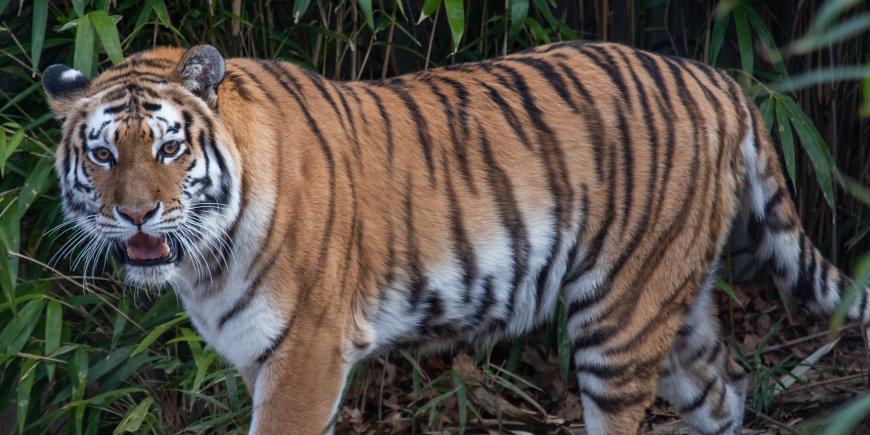 Tadoba Safari Booking – Your Gateway to the Wild Heart of Maharashtra